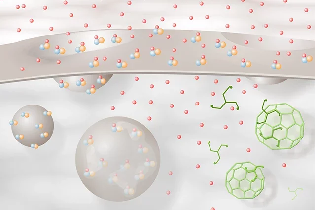 Depiction of estradiol-mediated ERα trafficking at the membrane. Additional information is on the page.