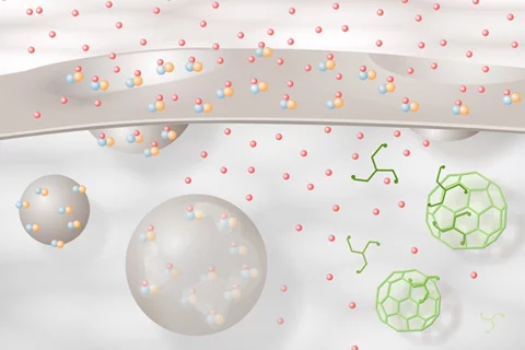 Depiction of estradiol-mediated ERα trafficking at the membrane. Additional information is on the page.